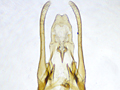 Scrobipalpa atriplicella